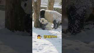 熊妈不准宝宝爬树 😍#Shorts Mom Panda Did Not Allow Her Baby To Climb Up The Tree | Adorable Panda