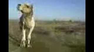 Talking Camel (watch this 1,000,000 times and u will keep laughing)