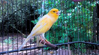 All The Canaries Will Sing Along After Hearing This Belgian Canary's Song