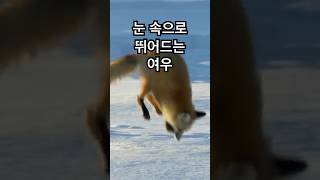 눈 속으로 뛰어드는 여우