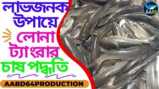 লাভজনক উপায়ে লোনা ট্যাংরা চাষ পদ্ধতি (Profitable Culture Methods of Lona Tangra)