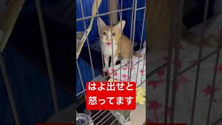 こんな怒り声聞いた事ない (angry voice)#保護猫 #猫 #cat #ねこ #shorts #short #鳴き声 #癒し