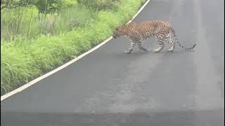 लोणार सरोवर किन्ही रोड वर बिबट्या निवांत वावरतांना...🐆🐆