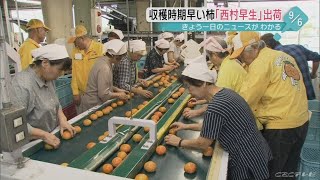 岐阜県有数の柿の産地で「西村早生」の出荷始まる　岐阜・大野町