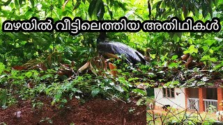 മഴയില്‍ വീട്ടിലെത്തിയ അതിഥികൾ//Guests in our home during rainy season #Rain #rainyseason #kerala