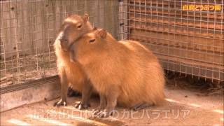 カピバラ （白鳥どうぶつ園・イングランドの丘篇）水道湯とモフモフ