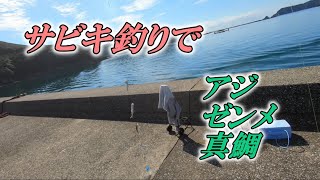 サビキ釣りでアジ・ゼンメ・真鯛釣り