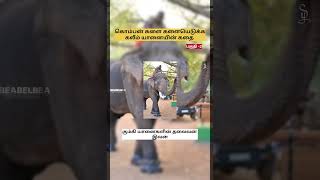 😱 காட்டு கொம்பன் யானைகளை அடக்குவதில் ஆகச் சிறந்த கும்கி பகுதி -2👇#elephant #elephants #elephantvideo