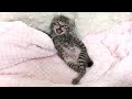 生後16日 寝起きにシャーを連発しちゃった赤ちゃん猫【山菜兄妹#15】Baby cat threatening to wake up from sleep. 子猫