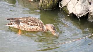 カワラヒワ集団　ハシビロガモ　コガモ　ホオアカ　セッカ　今日の鳥