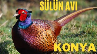 sülün avı.pheasant hunting konya.