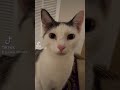 My little menace #cat #catvideos #catshorts #cute #catcute #funny #catsoftiktok #cutecat