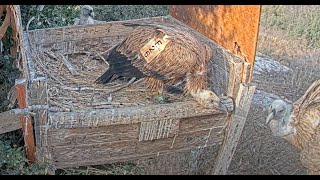 Griffon Vulture fledgling (E26) is still begging for food.