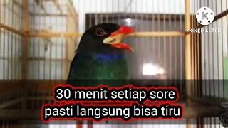 MASTERAN TENGKEK BUTO SPEED RAPAT COCOK BUAT MURAI, KACER DAN CUCAK IJO