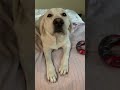 DOG LOVES TO WAG HIS TAIL #shorts #short #shortvideo #shortsvideo #dog #pet #animals #puppy #paws