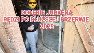 Gołębie Jurkena 2025. Ganiamy po dłuższej przerwie 💪