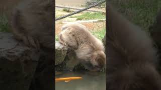 鯉にめちゃ驚くお猿さん🐒 A monkey surprised by a carp