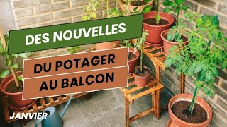 6👩🏻‍🌾 Des nouvelles du potager au balcon que j'ai créé il y a un an | #potager #potagerbalcon