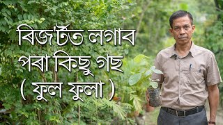 ৰিজ'ৰ্টত লগাব পৰা কিছু গছ  ( ফুল ফুলা ) | Flowering Trees for Resorts and Landscaping