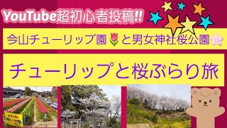 佐賀🌸いまさくら満開🌸チューリップと桜公園!!