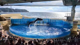 【4K】新江ノ島水族館 イルカショー「Wave ～きみの波になりたい～」2024年10月