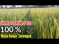 TANAMAN PADI VARIETAS INPARI 32 UMUR 59 HST