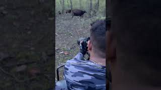 Indian bison in action #youtubeshorts #bison #wildlife #likeandsubscribe #nature #canon #photography