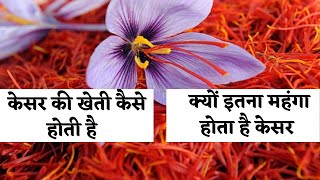 केसर की खेती कैसे होती है | Kesar ki Kheti Kaise Hoti Hai | Saffron Farming