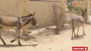 Ruling the Reels: Donkeys Take Over YouTube