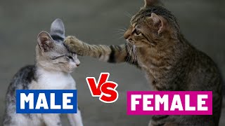 The CRUCIAL Differences Between MALE & FEMALE Cats