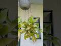 Callisia fragrans/Octopus plant# hanging basket