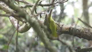 Akiapolaau, Hemignathus wilsoni, Hakalau Forest Reserve, Mauna Kea volcano, Hawaii, USA, 13 Mar 2023