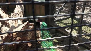 新竹市立動物園 休園執行動物園再生計畫工程前 最後一日營業日