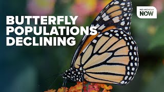 Butterfly populations in U.S. decline rapidly, study reveals urgent need for action