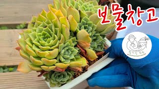 다육이 여름 보물창고 succulent plant  친절한광자씨