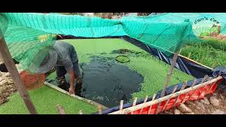 Azolla for livestock feeds. Kangkup thaba sha yen machakidamak.