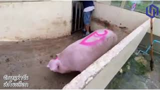 จับหมูฟาร์มส่งโรงเชือด Catch the pig farm and send it to the pig slaughterhouse.