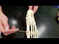 Lab Video Tarsals, Metatarsals, Phalanges