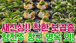 새신상!! 명품기대품 청진주 장군 명옥 그외 착한아이들!! (풍란부귀란) [꽃밭에서 난원]