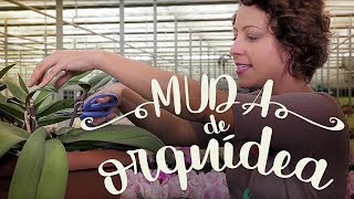 Como tirar muda de orquídea