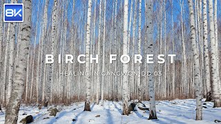 [8K HDR Meditation/Healing/Relaxation] 강원도 힐링 03 : 원대리 자작나무숲 / Wondae-ri Birch Forest #백색소음 #힐링