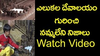 Bikaner Karni Mata Rat Temple| ఎలుక‌ల‌ దేవాల‌యం గురించి న‌మ్మ‌లేని నిజాలు|Friday Poster