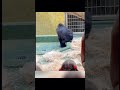 funny gorilla 搞笑大猩猩