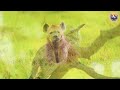 jungle symphony 4k ultra hd majestic jungle creature scene with relaxation music