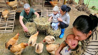 Build a nest for chickens to lay eggs - harvest turmeric to sell at the market.