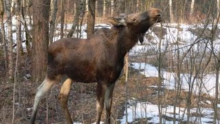 КОПАЮ НОВУЮ ЗЕМЛЯНКУ , ПРОХОДИЛ ОГРОМНЫЙ ЛОСЬ