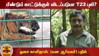 மீண்டும் காட்டுக்குள் விடப்படுமா T23 புலி? -  ஓசை காளிதாஸ்  (வன ஆர்வலர்) பதில்