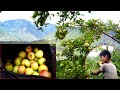 village apple harvesting by dharme brother's son & His friend || @ruralnepall