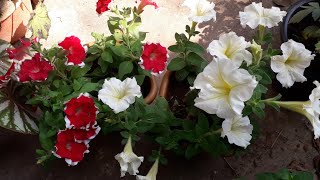 My plants-My Petunias