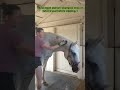 Gray Horse Grooming Tips for All Seasona